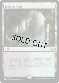 新緑の地下墓地/Verdant Catacombs (MM3)《Foil》