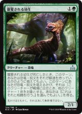 寵愛される幼生/Cherished Hatchling (RIX)