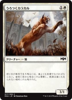 画像1: うろつくカラカル/Prowling Caracal (RNA)