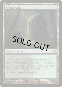 草むした墓/Overgrown Tomb (RTR)《Foil》