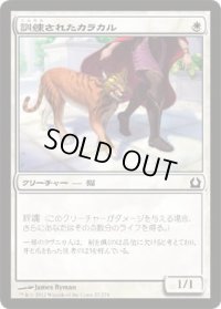 訓練されたカラカル/Trained Caracal (RTR)《Foil》