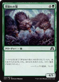 画像1: 茨隠れの狼/Thornhide Wolves (SOI)《Foil》