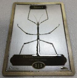 画像2: 昆虫/Insect (CLASSIC ART TOKEN MARBLE)《Premium》