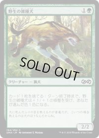 野生の雑種犬/Wild Mongrel (UMA)