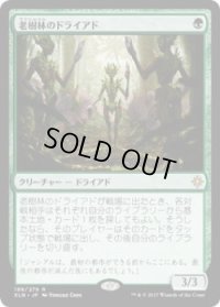 老樹林のドライアド/Old-Growth Dryads (XLN)《Foil》