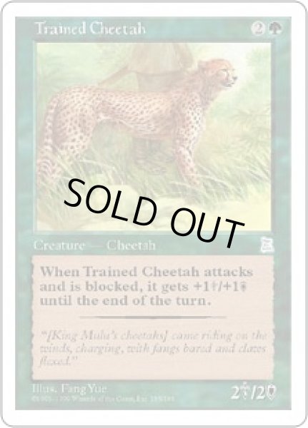 画像1: 訓練された豹/Trained Cheetah (PTK) (1)