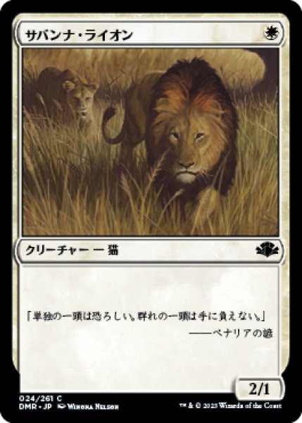 画像1: サバンナ・ライオン/Savannah Lions (DMR) (1)