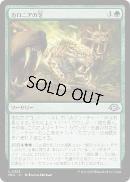 画像1: カロニアの牙/Fangs of Kalonia (MH3)《Foil》 (1)