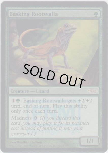 画像1: 日を浴びるルートワラ/Basking Rootwalla (FNM) (1)