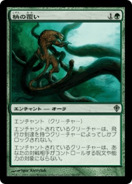 画像1: 梢の覆い/Canopy Cover (WWK) (1)