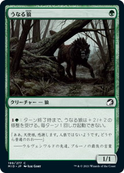 画像1: うなる狼/Snarling Wolf (MID)《Foil》 (1)