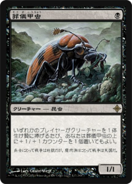 画像1: 葬儀甲虫/Mortician Beetle (ROE) (1)