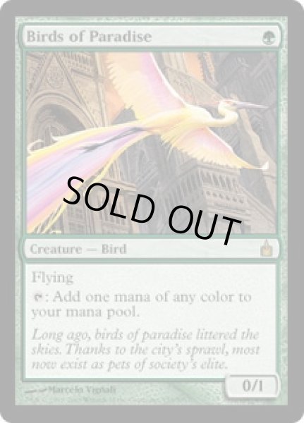 画像1: 極楽鳥/Birds of Paradise (RAV) (1)